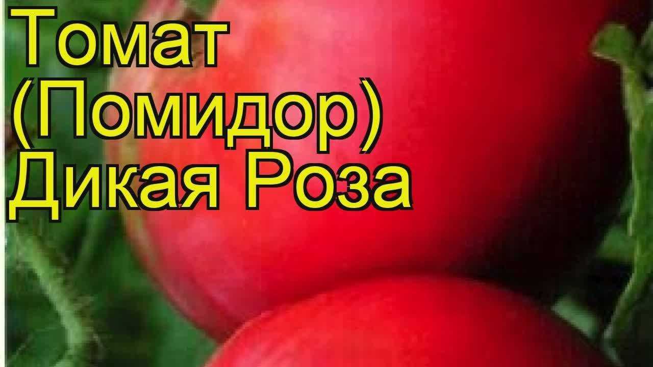 Описание и технология выращивания томата чайная роза , отзывы