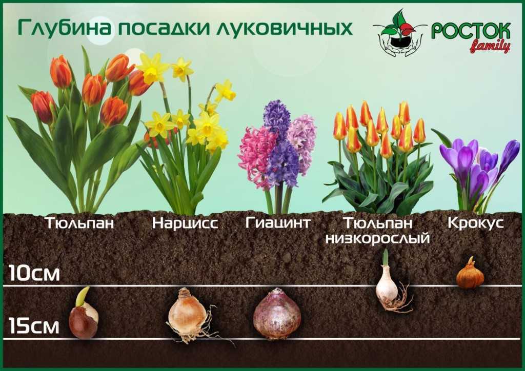 Крокус или шафран: посадка и уход в саду, выращивание крокусов