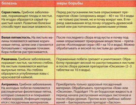 Как обработать клубнику? уход ранней весной