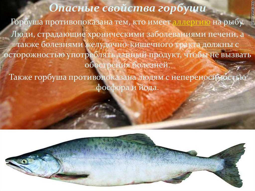 10 самых полезных рыб для человека, которых можно есть женщинам
