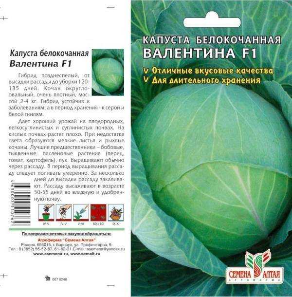 Капуста колобок f1: описание и характеристика сорта, болезни и вредители