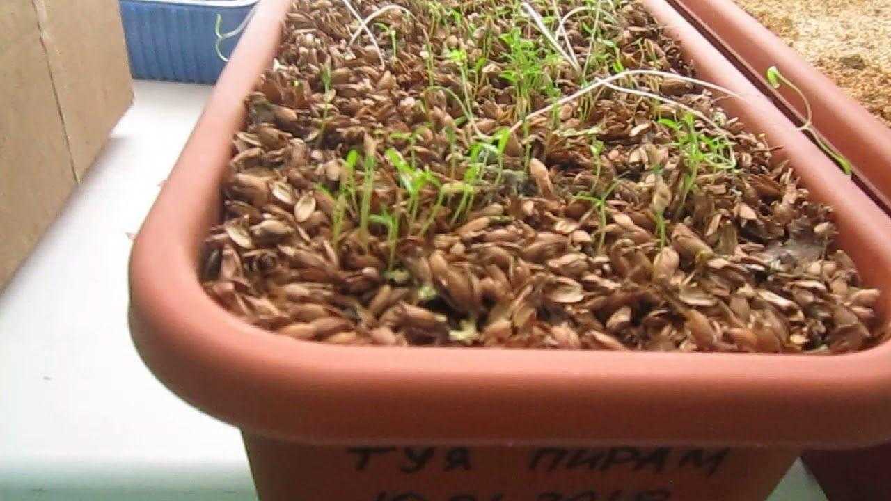 Туя из семян в домашних условиях