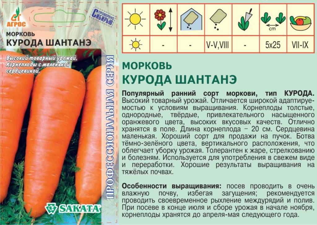 Лучшие сорта моркови на 2024 год: самые урожайные, вкусные, сочные, сладкие
