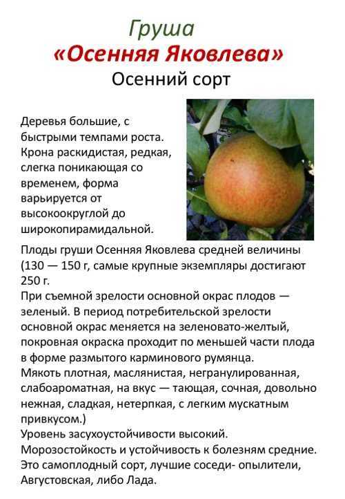Груша лада: описание, сроки созревания и высота взрослого дерева