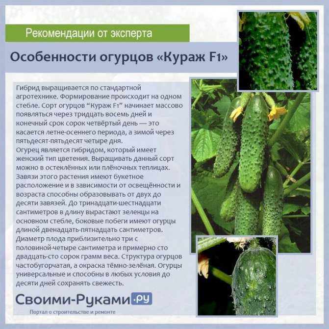 Очень вкусные и урожайные огурцы «стелла»: знакомимся с сортом и пробуем вырастить сами