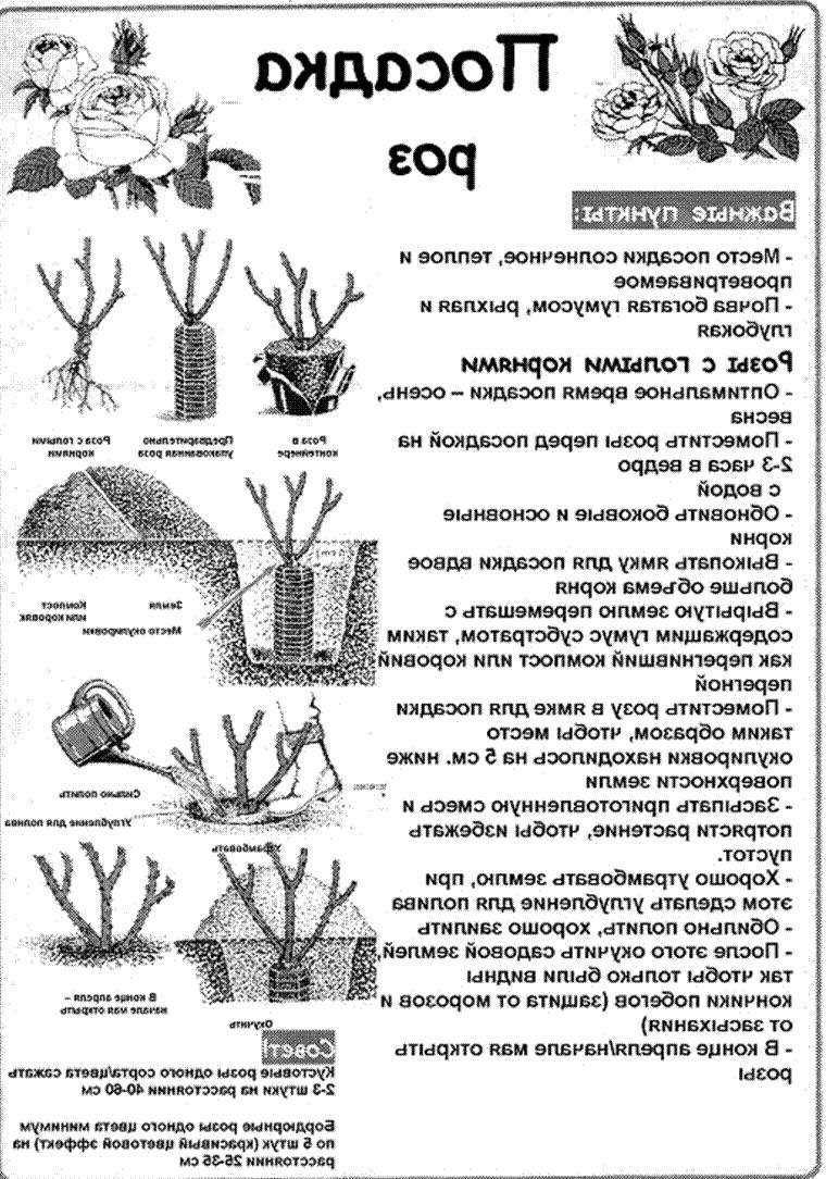 Когда сажать розы в подмосковье осенью