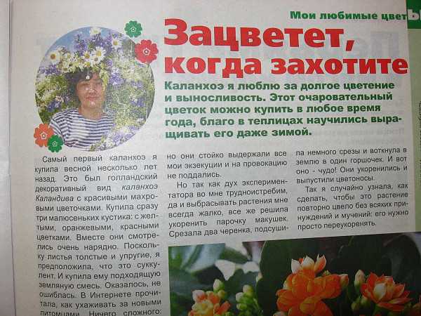 Цветок каланхоэ: как ухаживать в домашних условиях