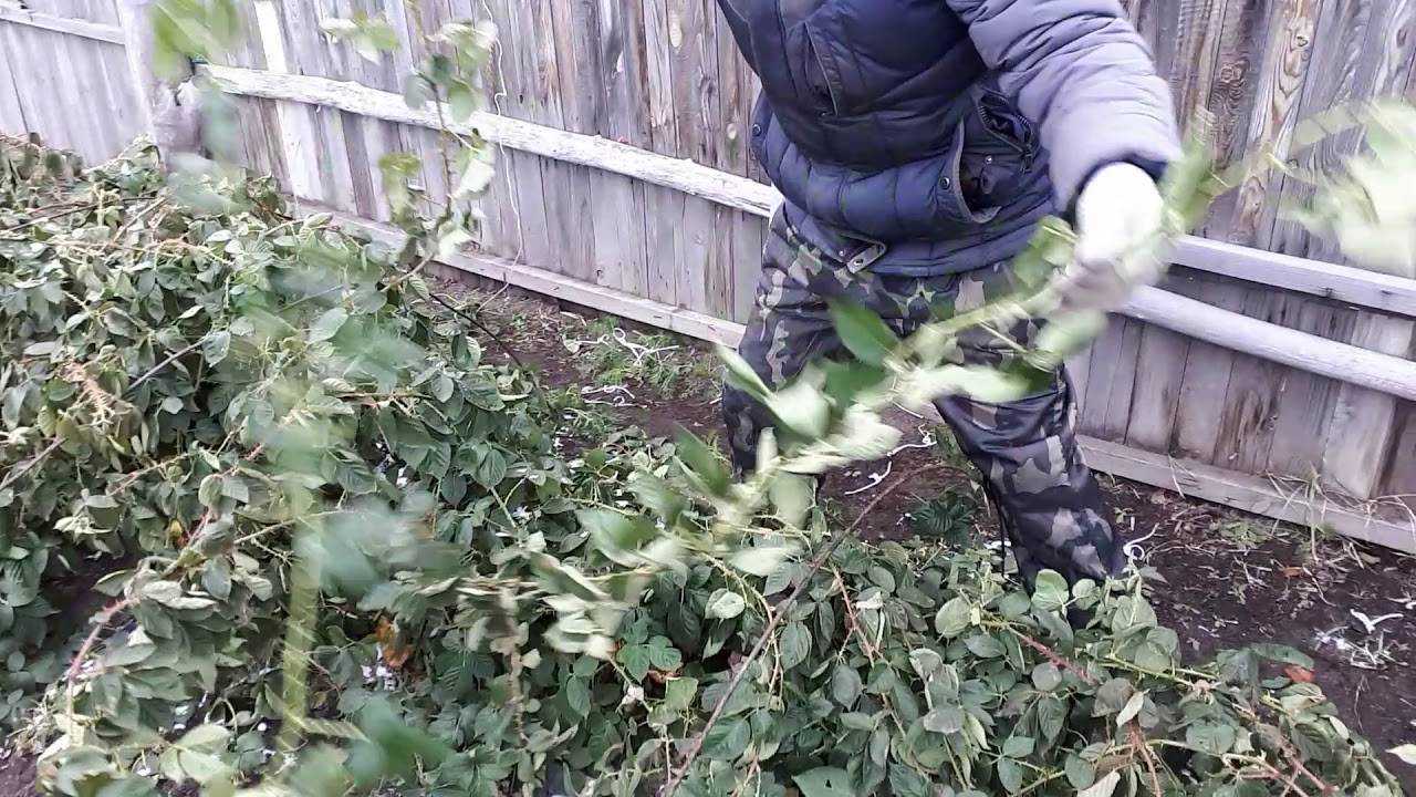 Ежевика: выращивание в саду, размножение, сорта