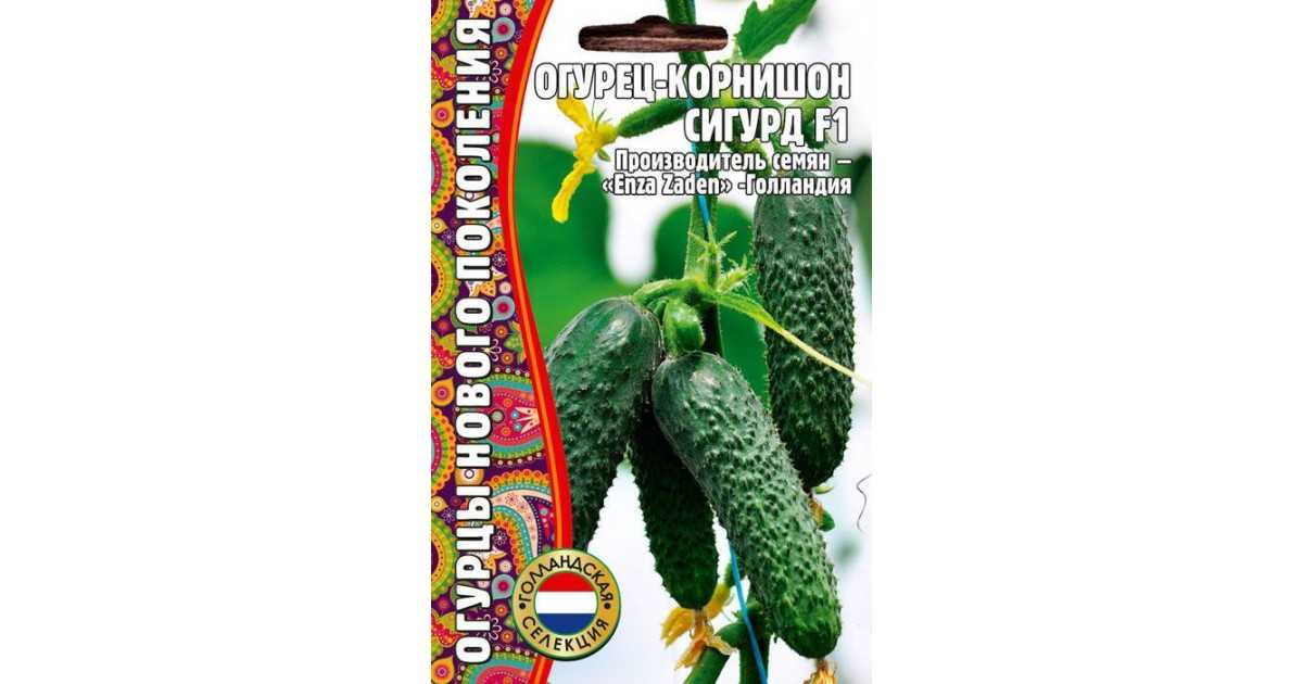 Огурец сигурд f1: описание сорта, отзывы, фото, посадка и уход