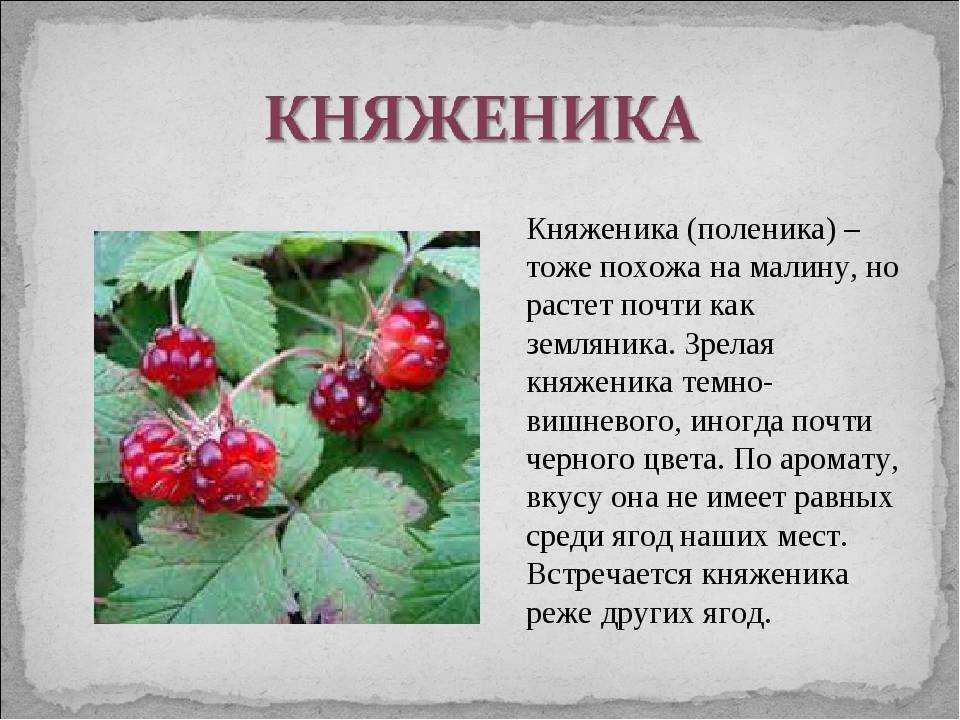 Княженика - особенности выращивания. посадка, размножение, уход, сбор и хранение урожая, место, почва. агротехнические технологии