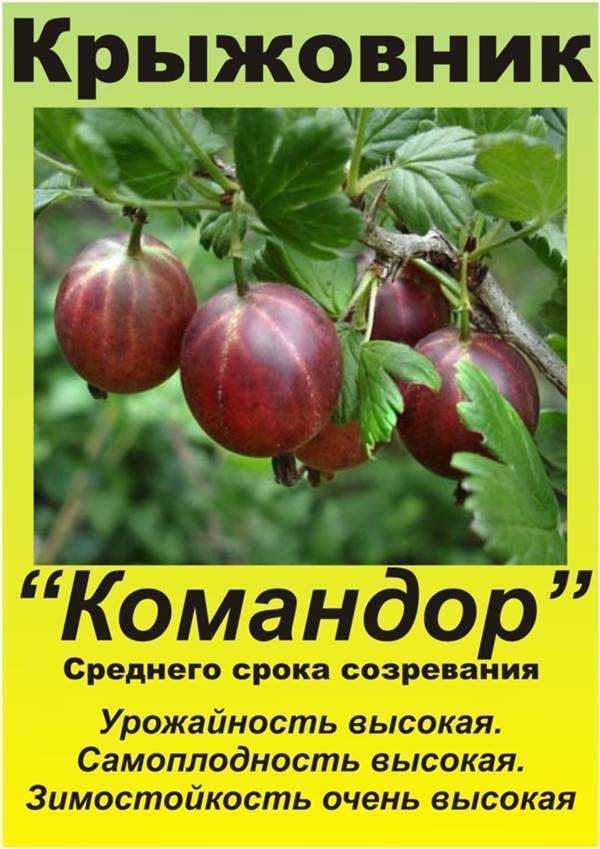 Лучшие сорта крыжовника для подмосковья: самые подходящие для выращивания в данном регионе