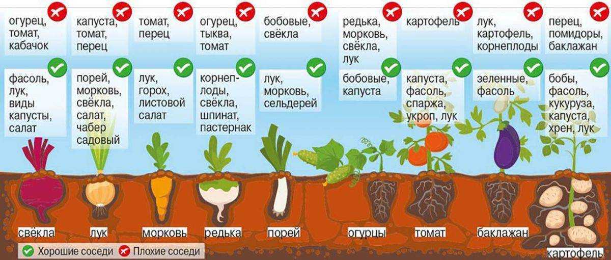 Как вырастить крепкую здоровую рассаду - дачные советы