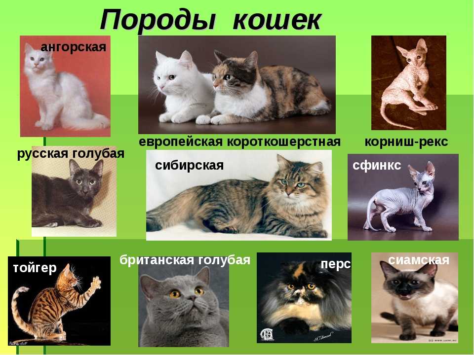 Виды кошек по генетическим линиям