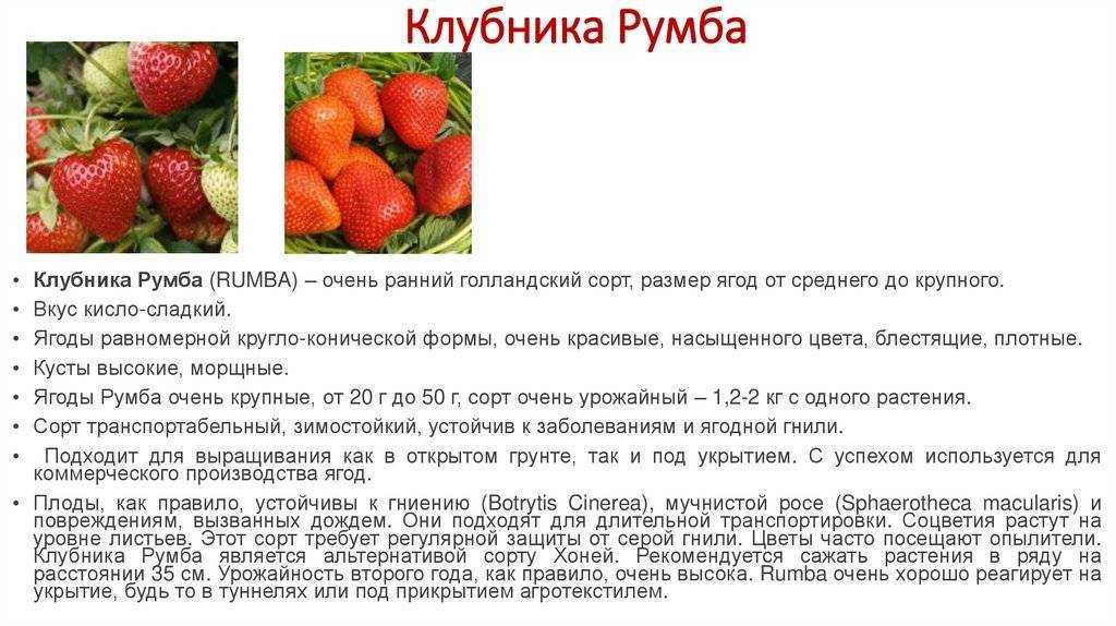 Клубника "кент": описание сорта, фото, отзывы