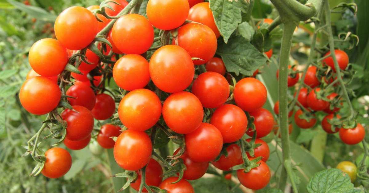 Томат альфа: описание сорта, отзывы, фото, характеристика, урожайность