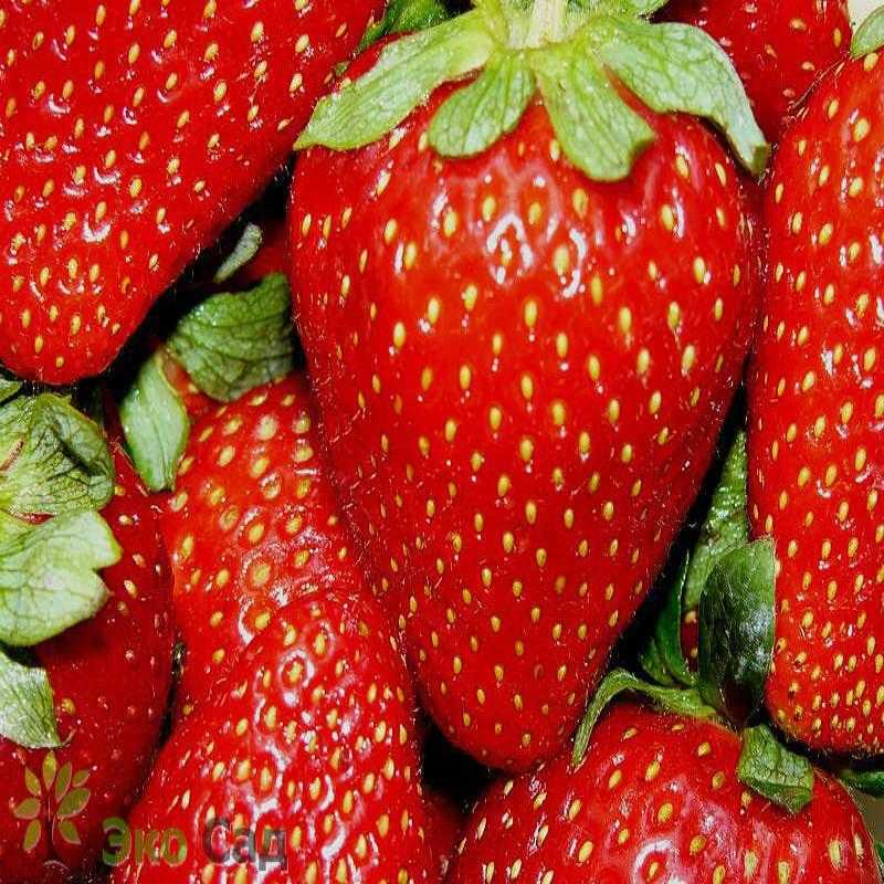 Лучшие сорта клубники на 2024 год: топ-32 самых урожайных и вкусных