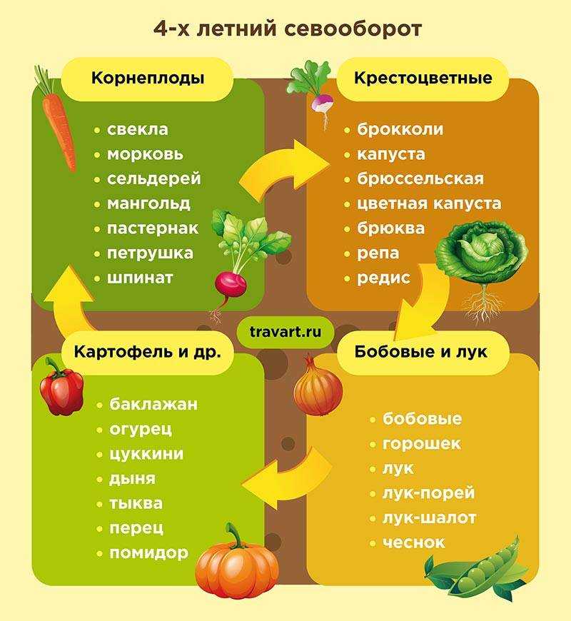 Лук под зиму: какие сорта, как и когда сажать в сибири, на урале по срокам и в 2023 году