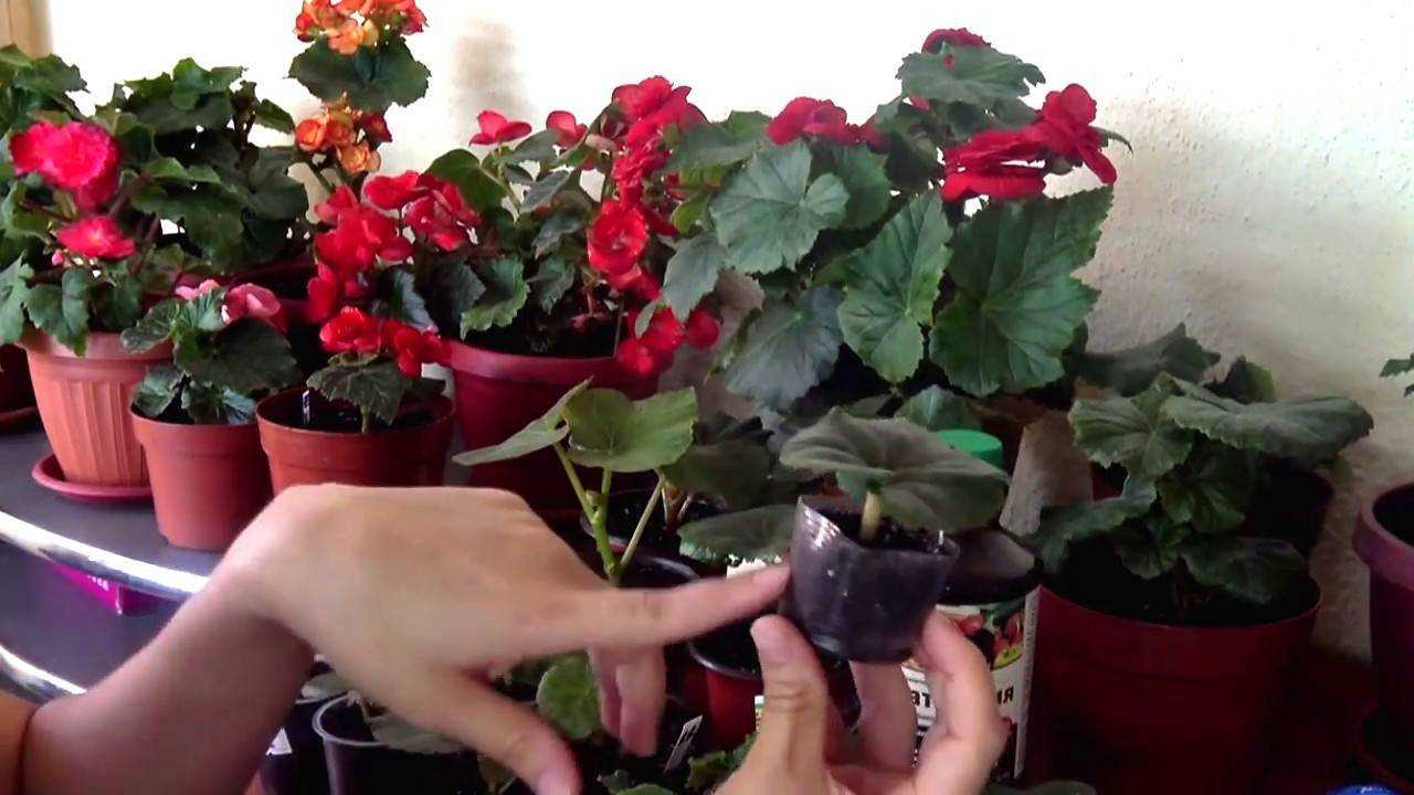 Бегония клубневая посадка и уход: посадка в домашних условиях, фото и видео