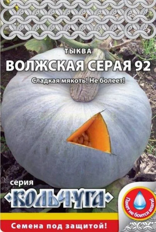 Тыква волжская серая: отзывы тех, кто её выращивал, преимущества и недостатки сорта, секреты его выращивания