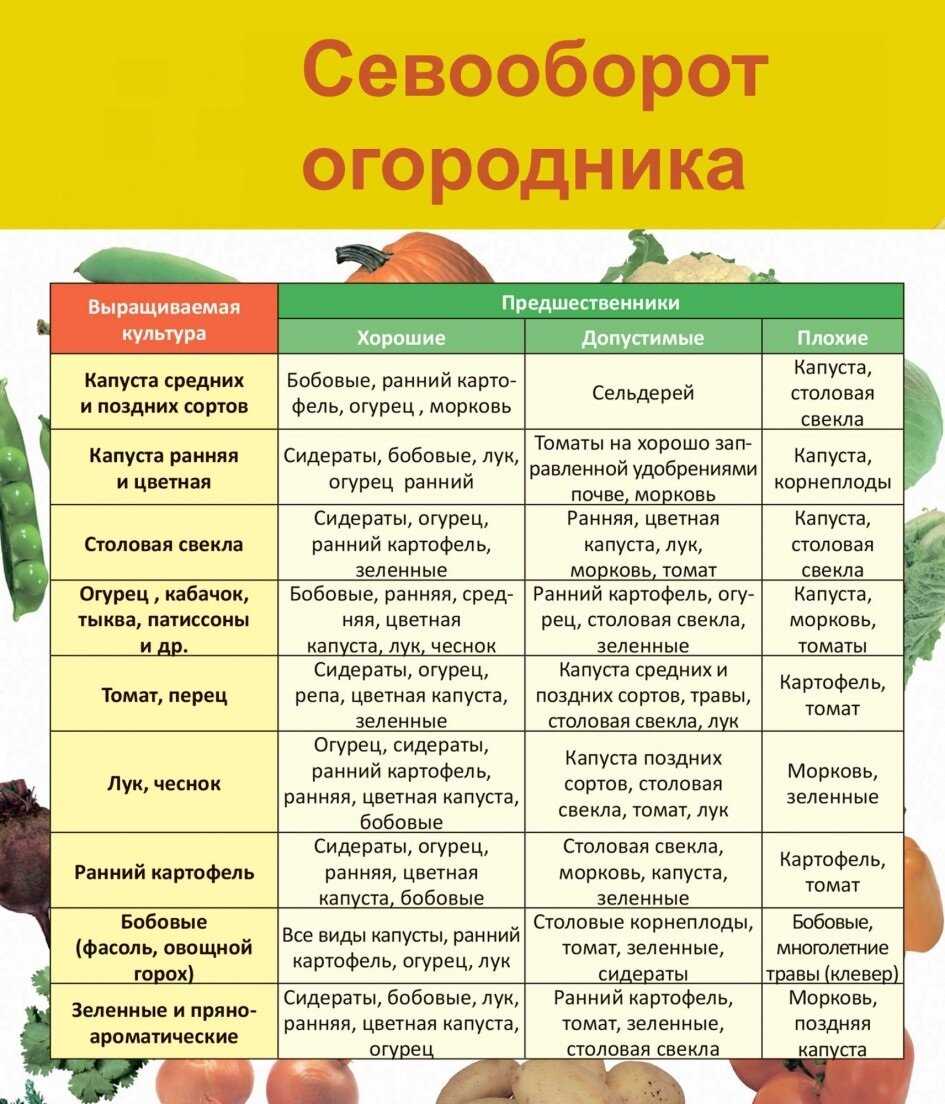 Домашняя кухня : квасим (ферментируем) свеклу