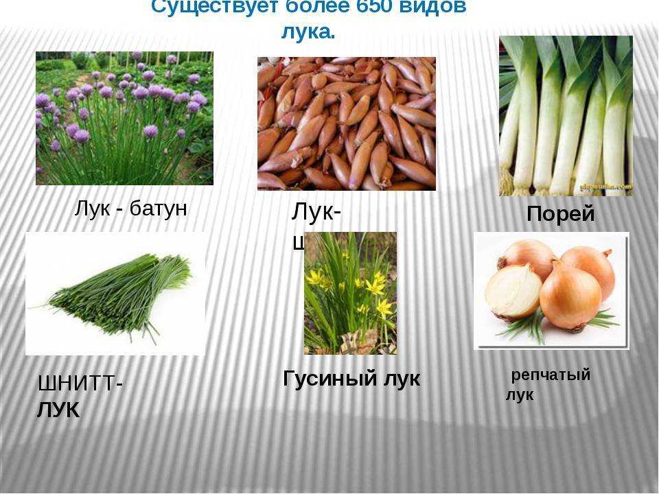 Как называется лук который можно есть шалот черемша французский стручковый и другие съедобные виды и сорта с описанием