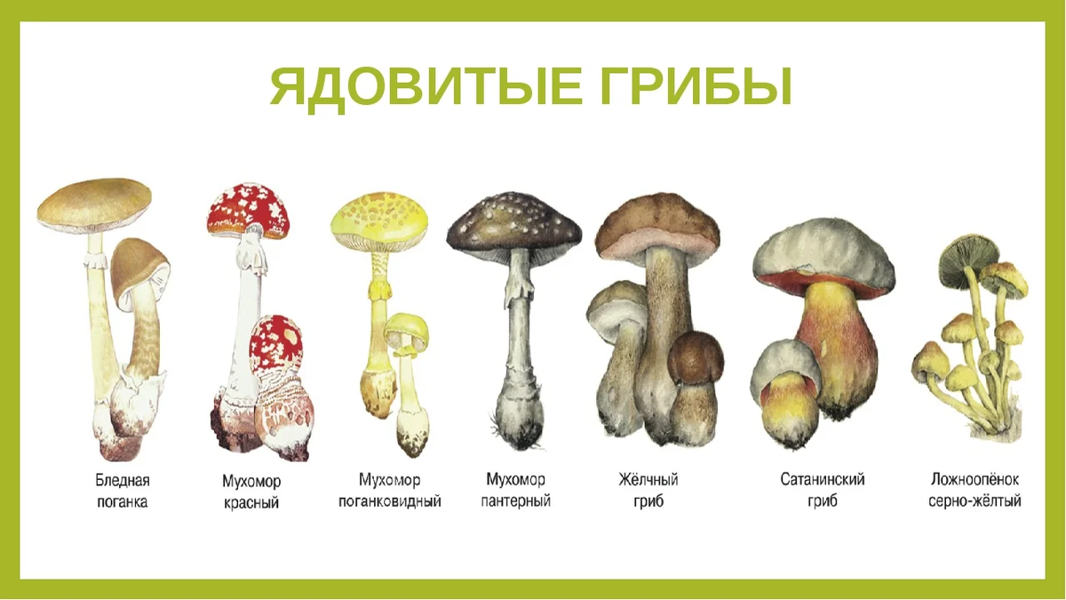 Весенние съедобные грибы: характеристика видов и советы по приготовлению