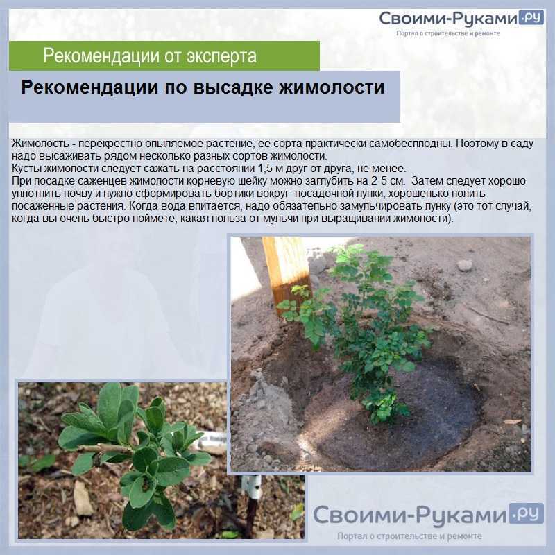 Как сажать жимолость осенью: правила посадки и ухода в открытом грунте, когда посадить съедобную жимолость, обязательно ли соблюдать правила соседства