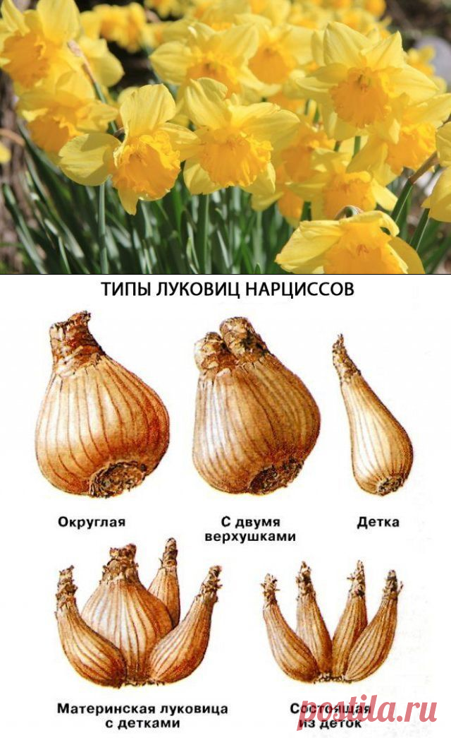 Посадка и уход за нарциссами, выращивание в открытом грунте