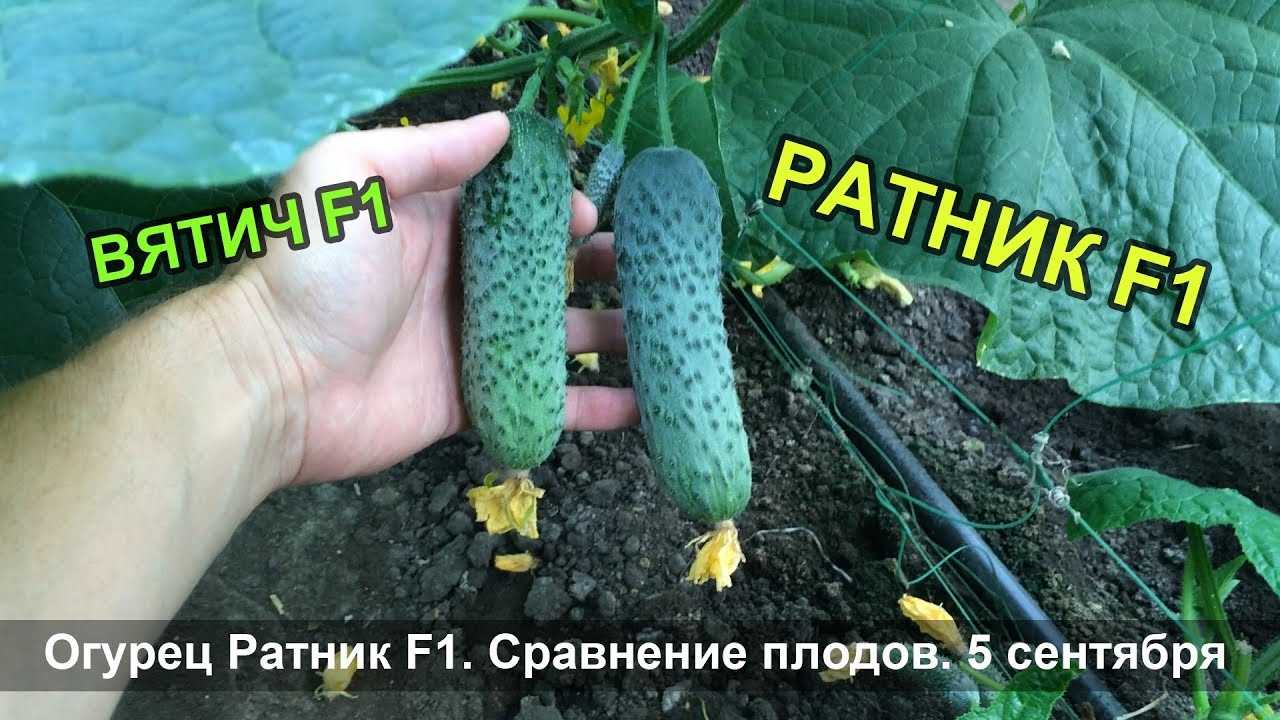Огурец «вятский f1»: правила посадки и выращивания