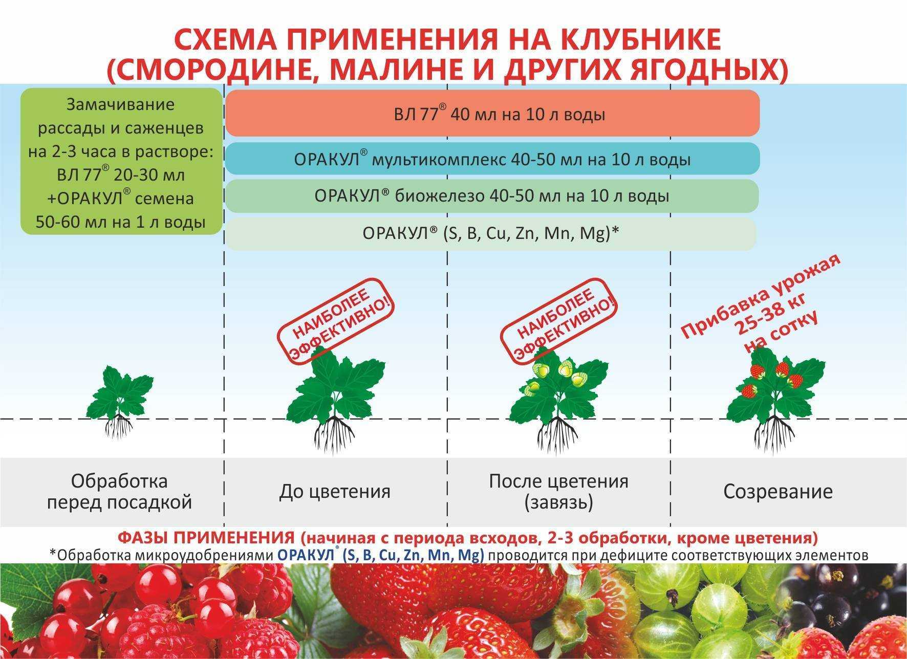 Подкормка клубники во время цветения и плодоношения