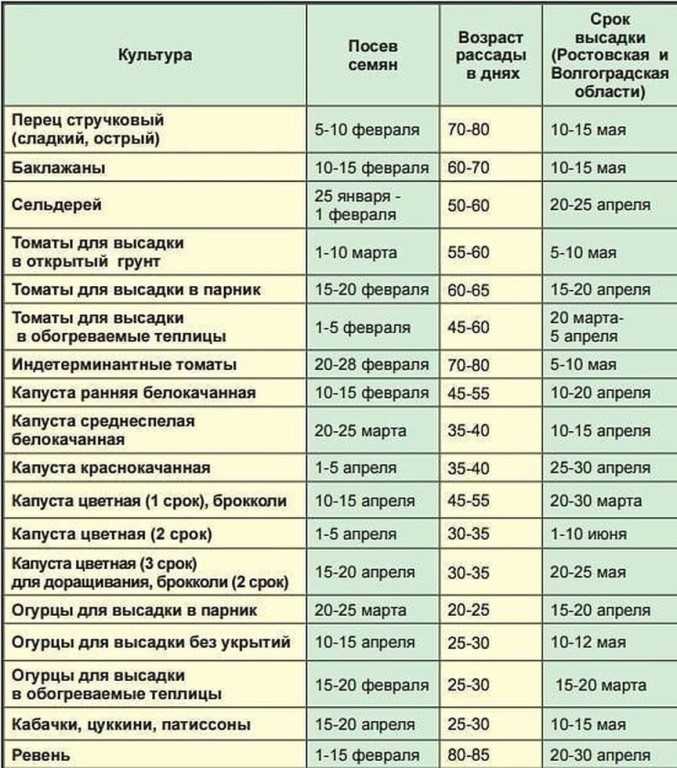 15 секретов выращивания томатов в открытом грунте. полив, мульча, подкормки. фото — ботаничка