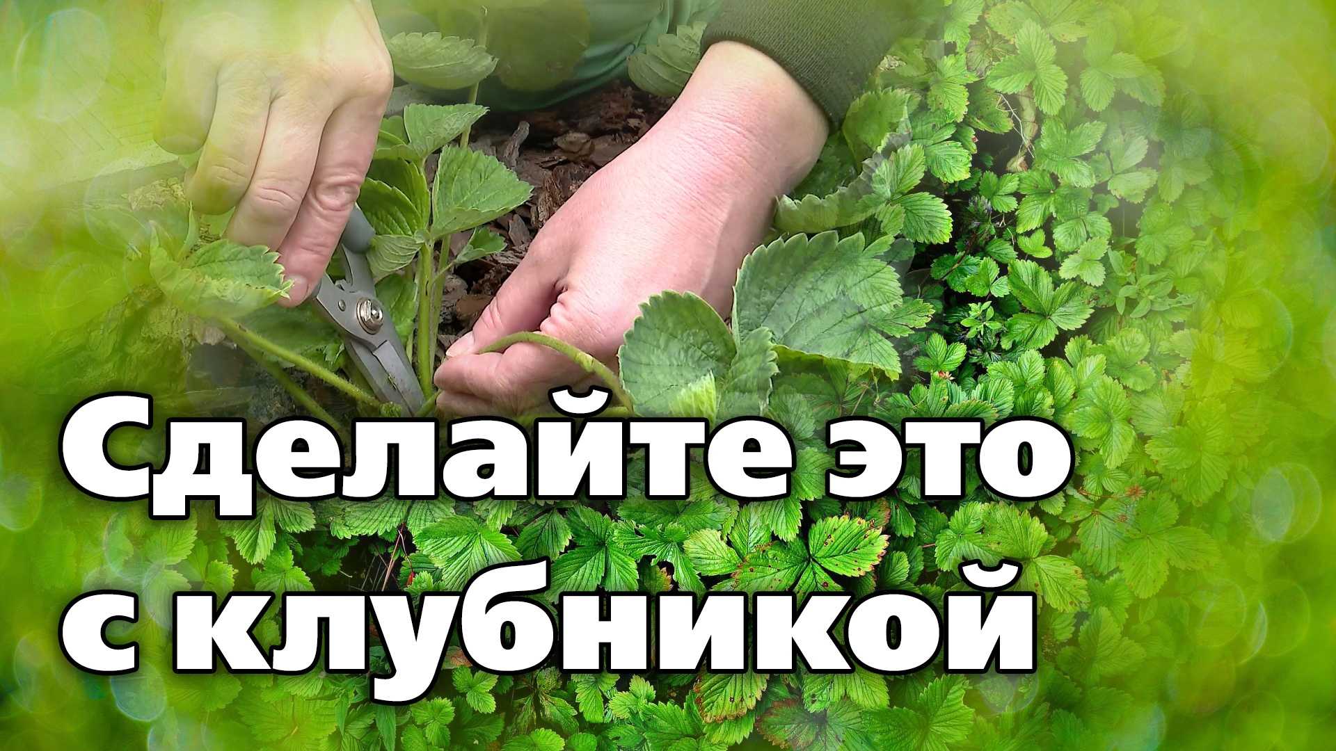 Когда обрезать клубнику после сбора урожая