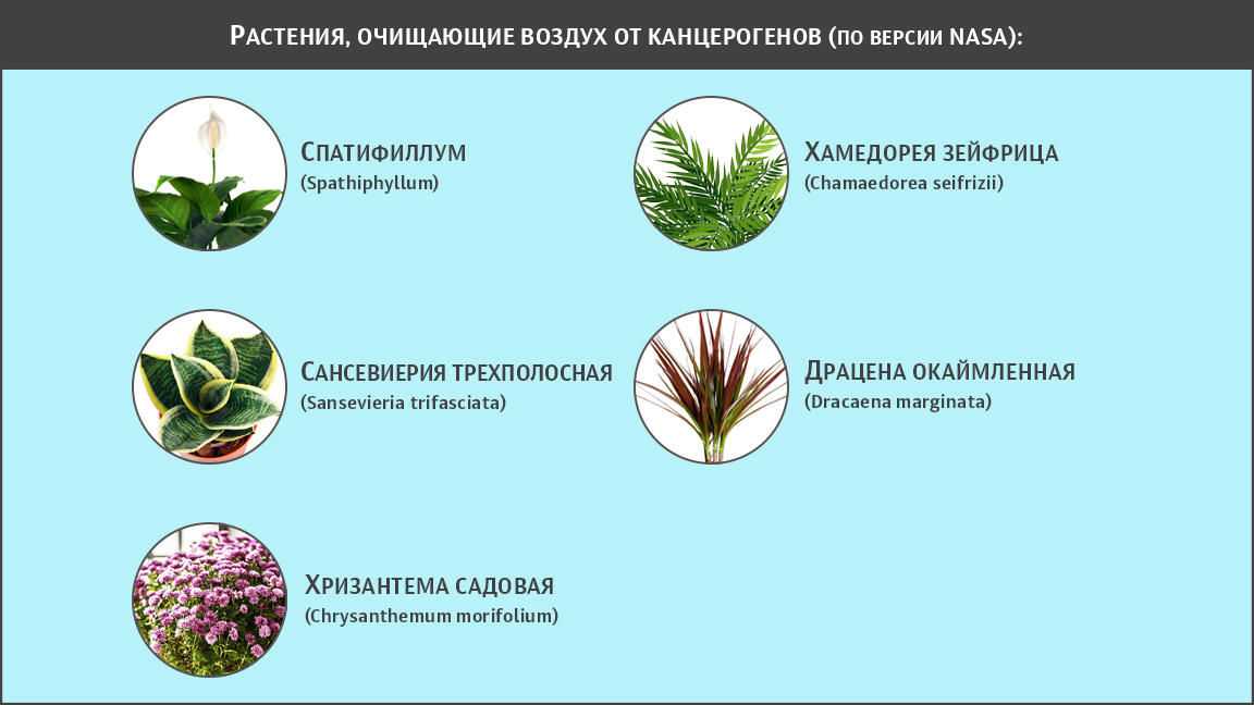 Как растения влияют на ваше настроение