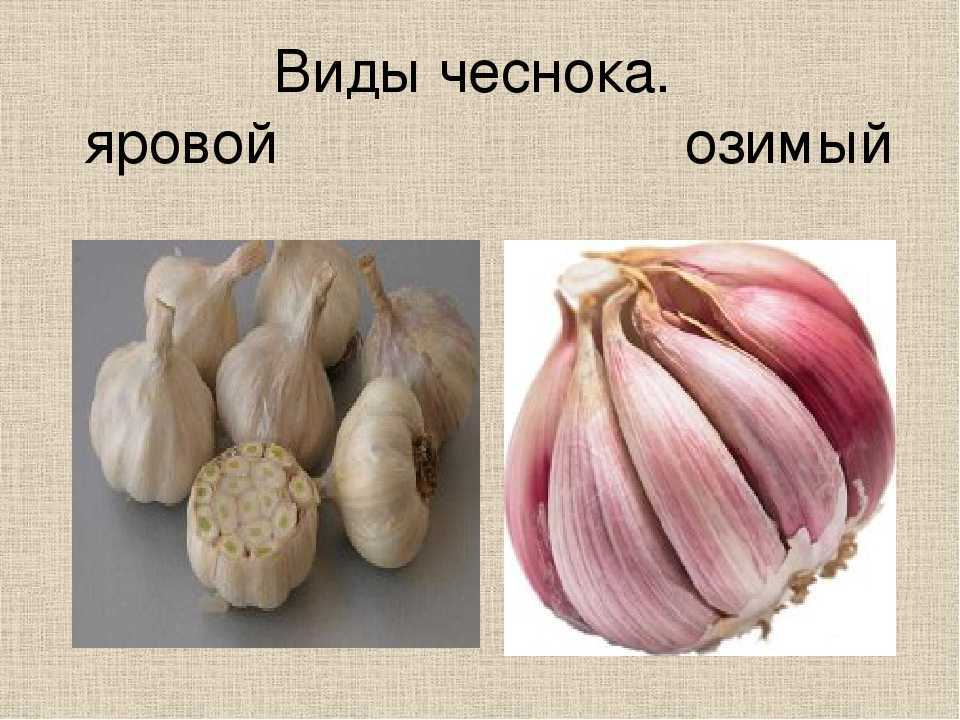Когда сажать чеснок весной в открытый грунт 2024 году
