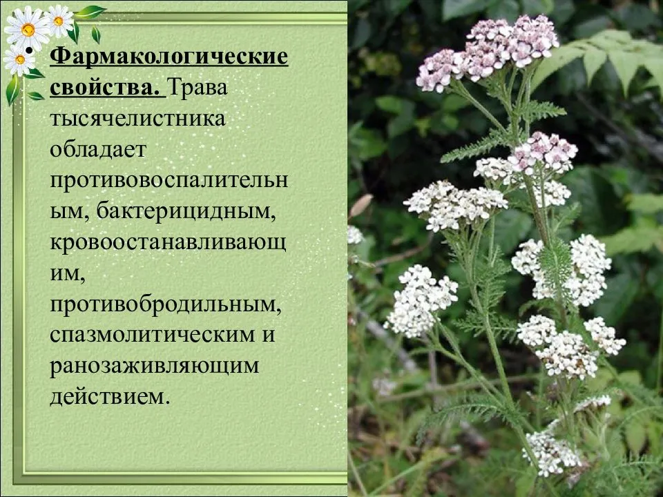 Тысячелистник обыкновенный | лесная кладовая