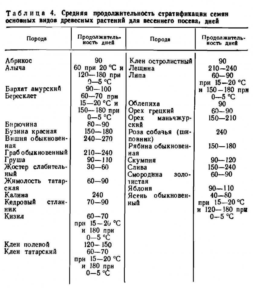 Что такое стратификация семян и как провести ее дома