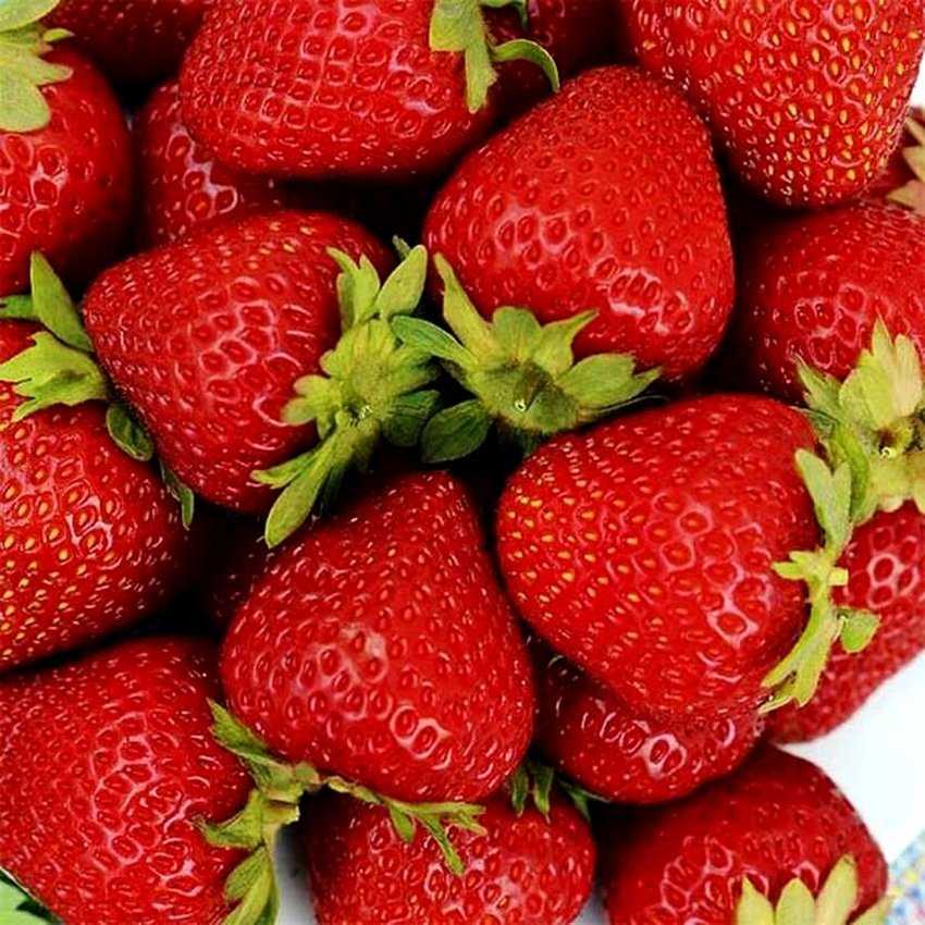 20 лучших сортов ремонтантной клубники, которые стоит посадить