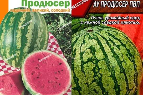 Сорт арбуза продюсер: характеристики, техника выращивания, свойства