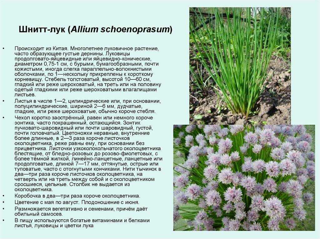 Шнитт-лук: описание сортов, выращивание и урожайность с фото