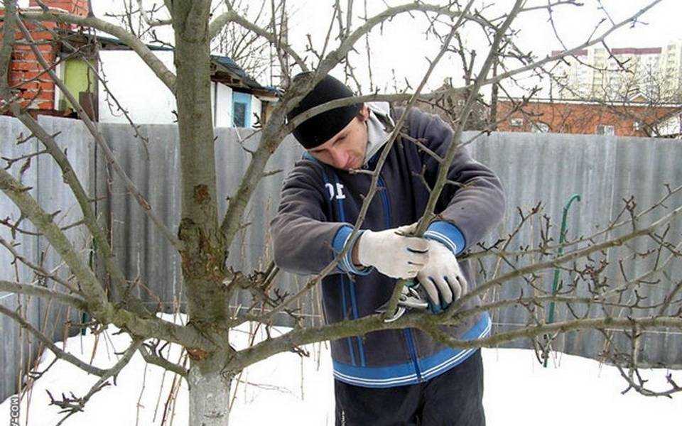 Когда можно обрезать деревья? сроки обрезки