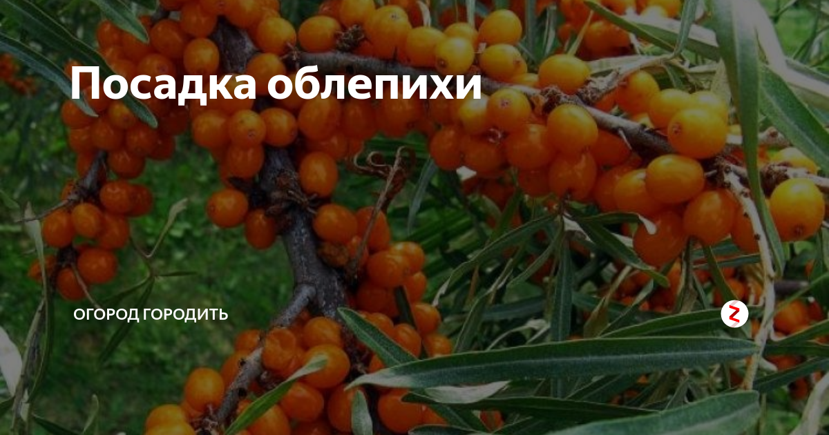 Как посадить и ухаживать за облепихой?