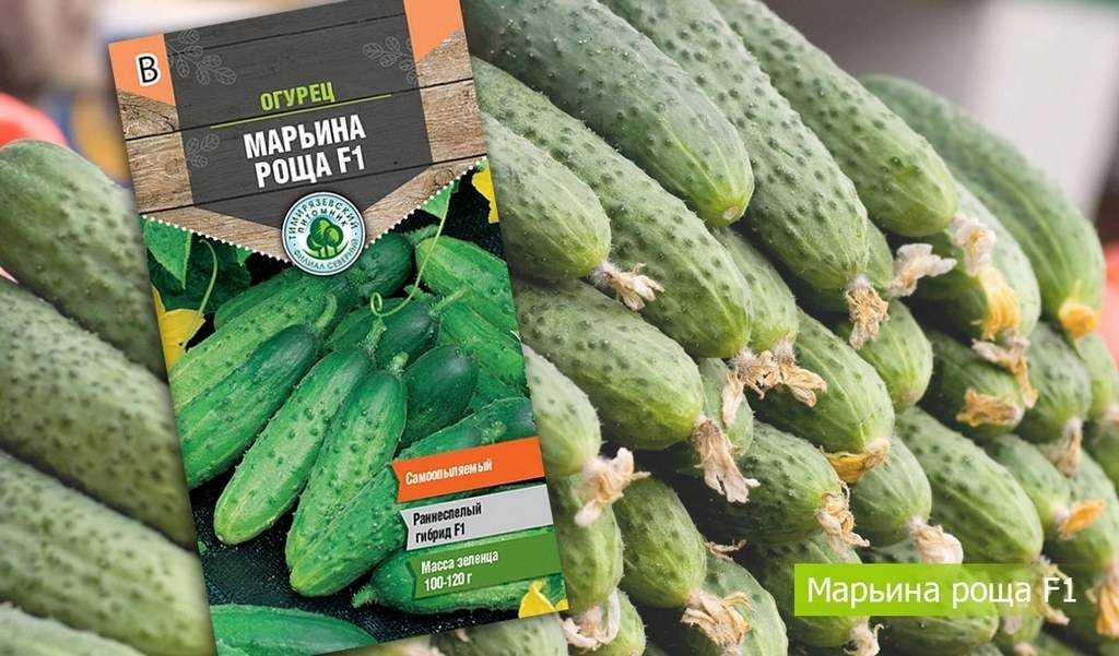 Огурец хит сезона: характеристика и описание сорта, мнение дачников с фото