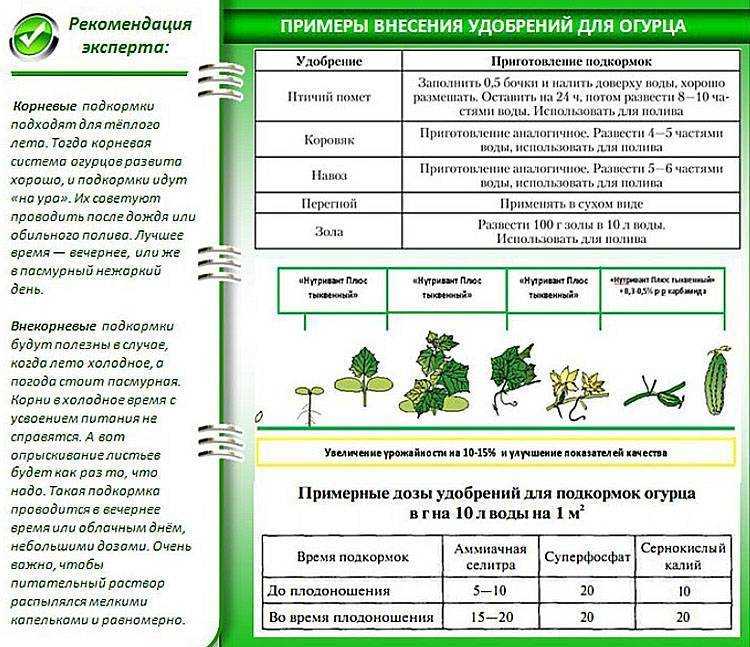 Капуста амагер - описание сортовых характеристик, отзывы, фото