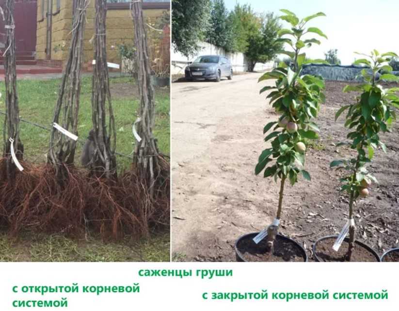 Посадка и уход за грушей в открытом грунте, уход за грушей весной