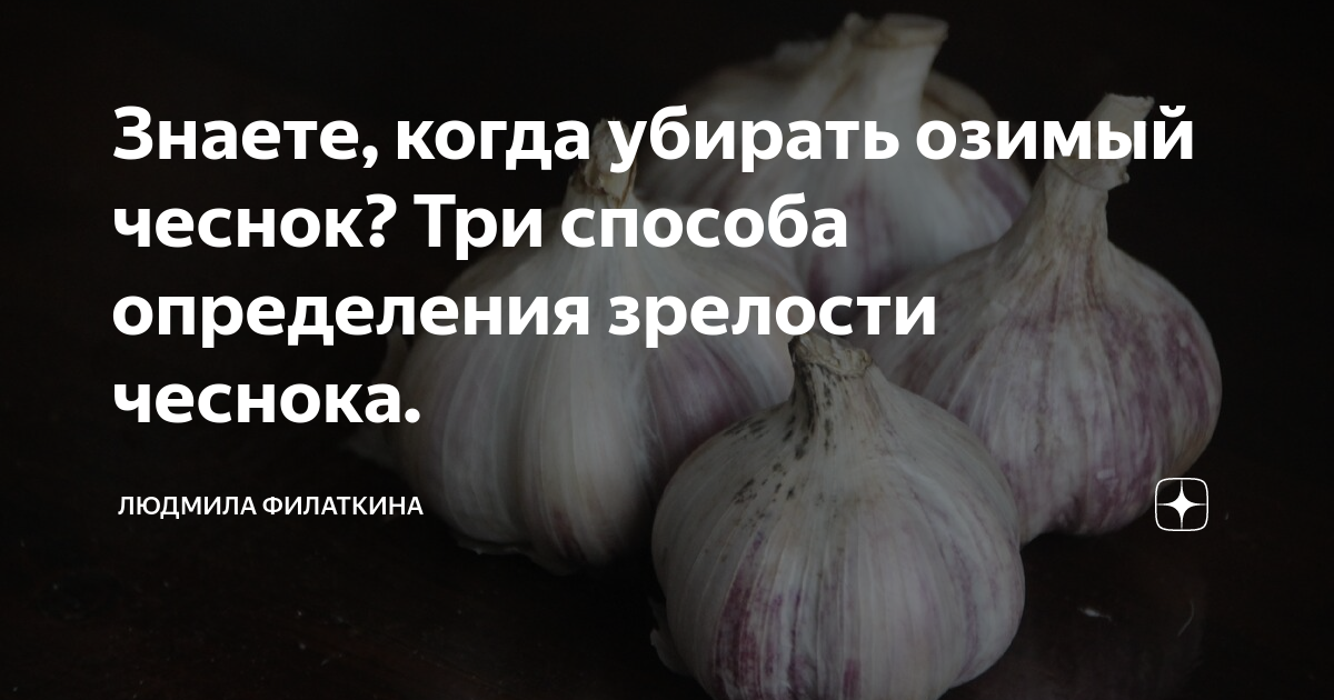 Когда убирать лук посаженный под зиму в 2024 году: сроки уборки по регионам и условия хранения урожая