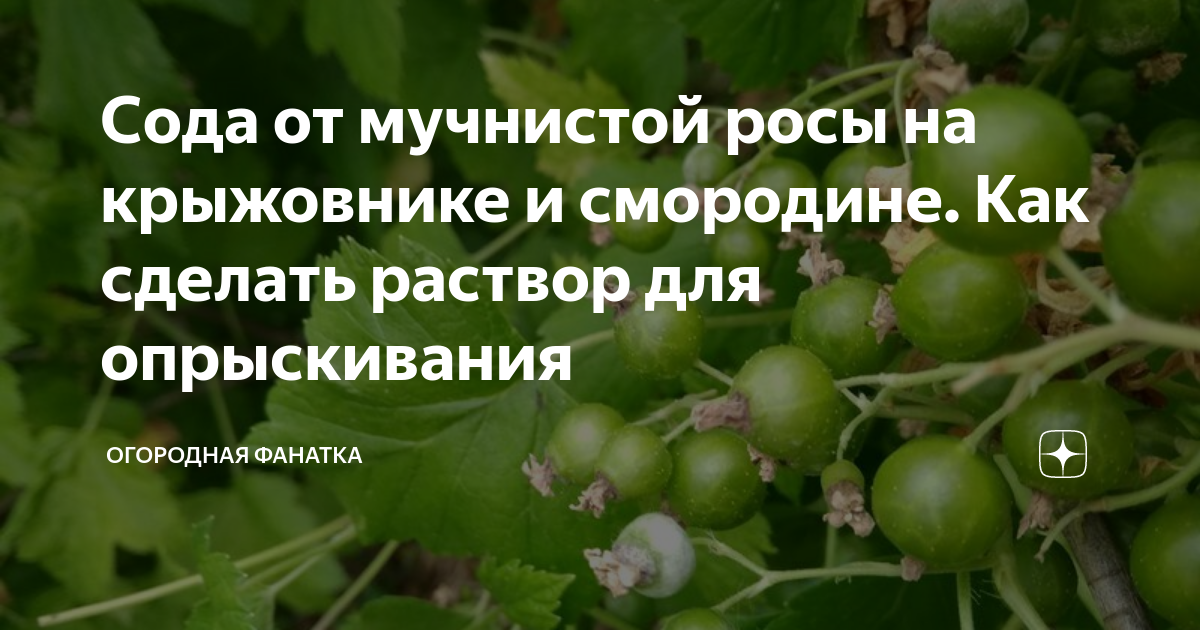 Мучнистая роса на крыжовнике: чем обработать, как бороться, эффективные средства - огород-365