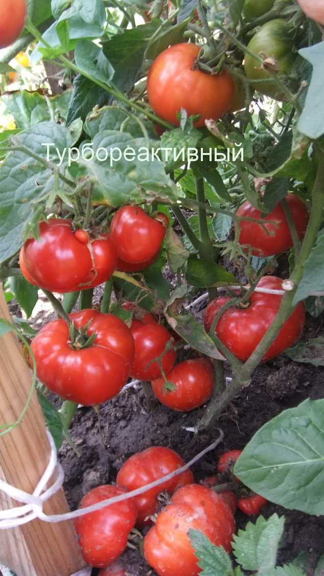 Томат турбореактивный отзывы фото кто сажал