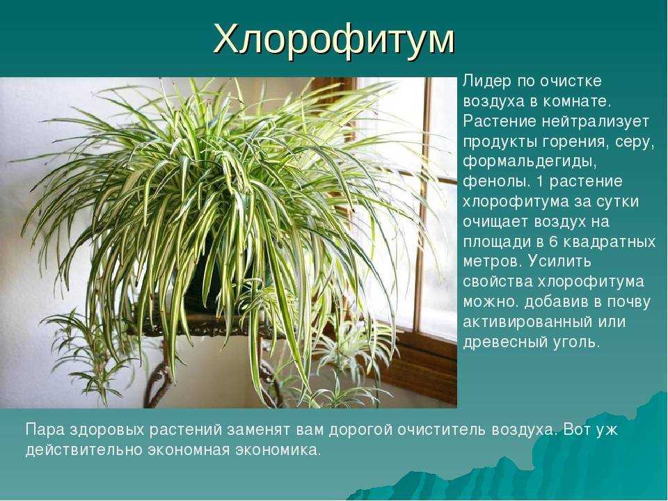 8 лучших комнатных растений-фильтров