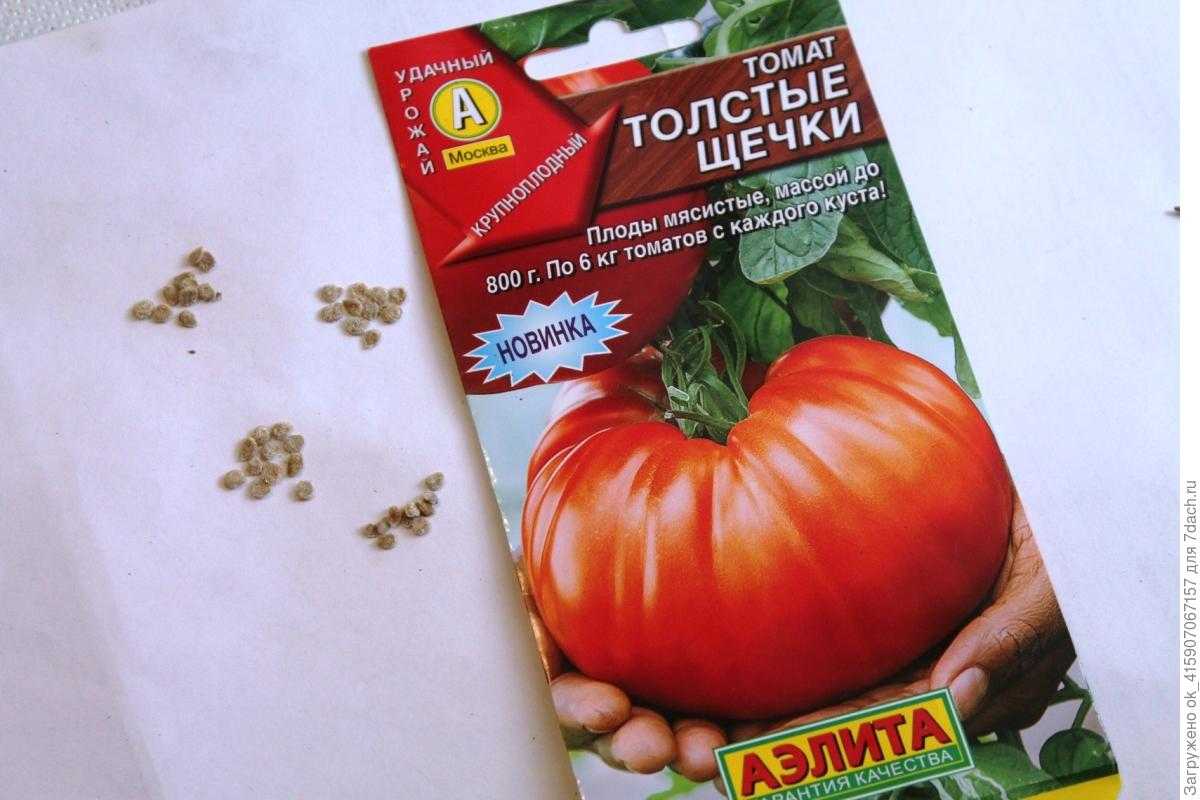 Томат три толстяка: характеристика и описание сорта с фото