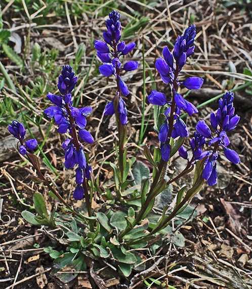 Истод обыкновенный - polygala vulgaris - описание таксона - плантариум